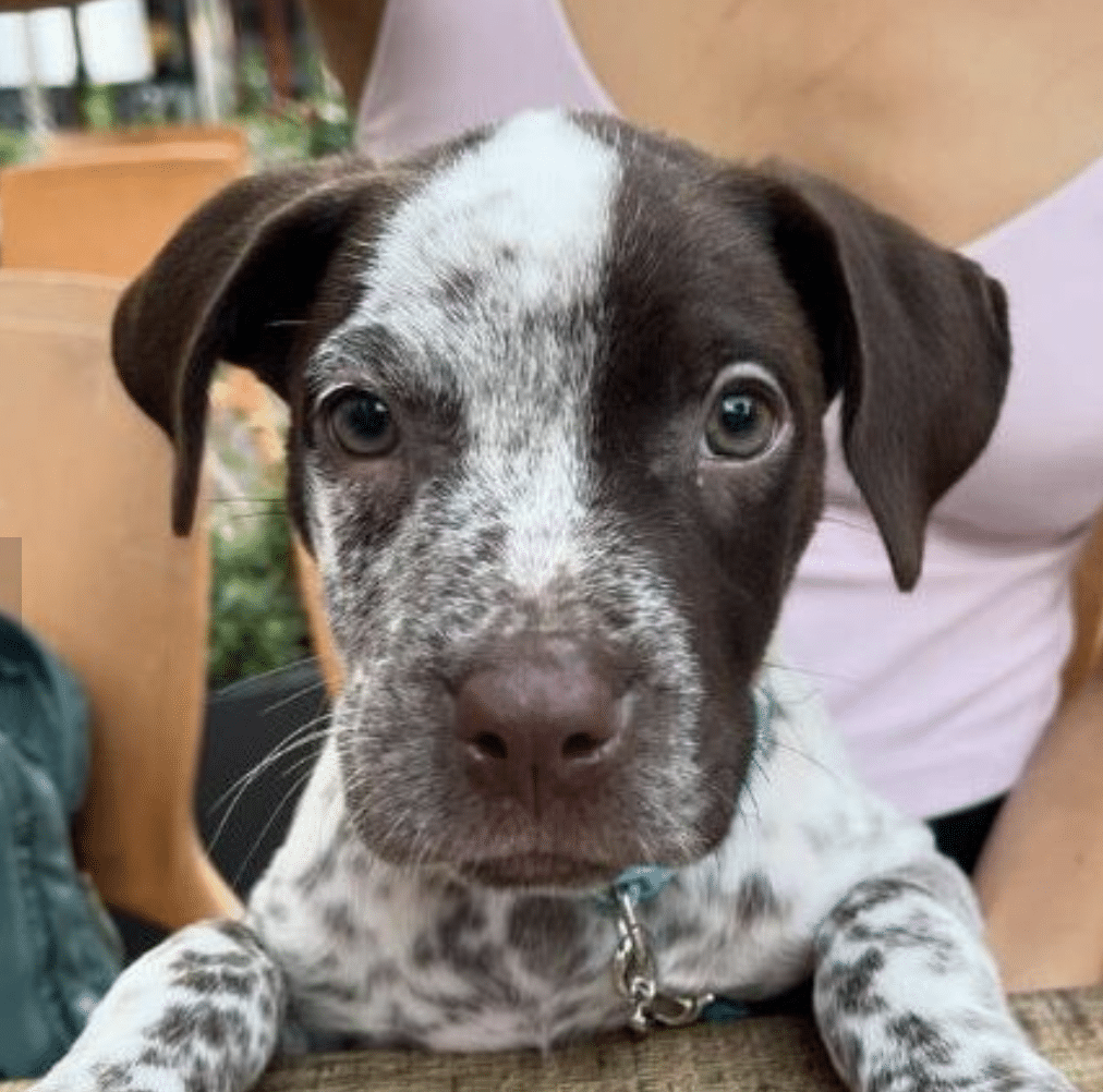 Brown and white 2 mo old pup. Face is half white and half brown.